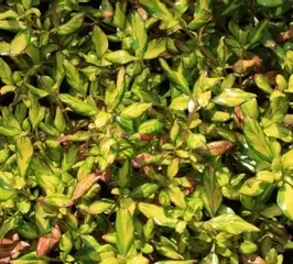 Coprosma ‘Evening Glow’ Looking glass plant (Sent 
